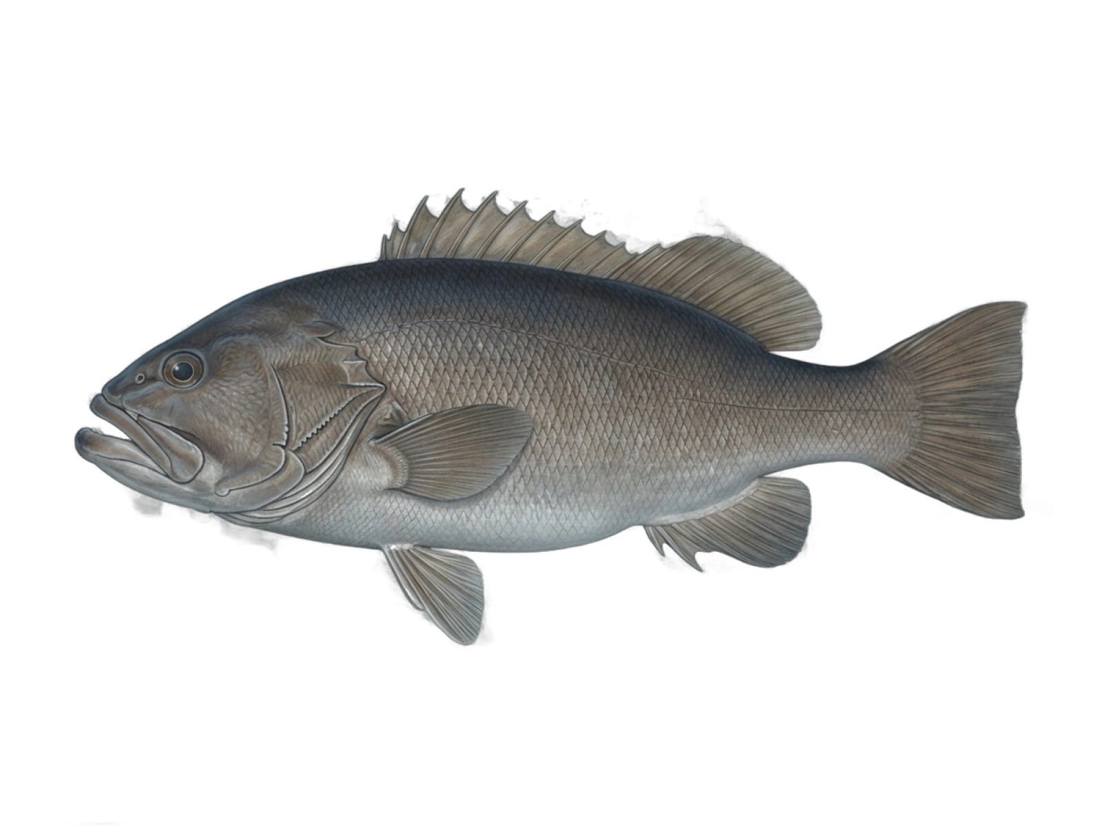 Hapuku wreckfish
