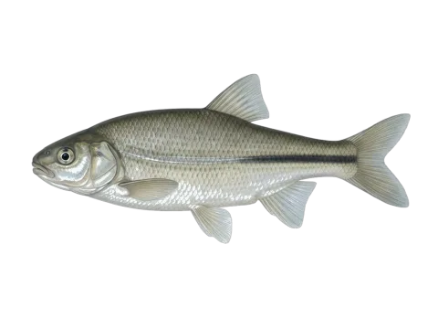 Iberochondrostoma lemmingii (Iberochondrostoma lemmingii)