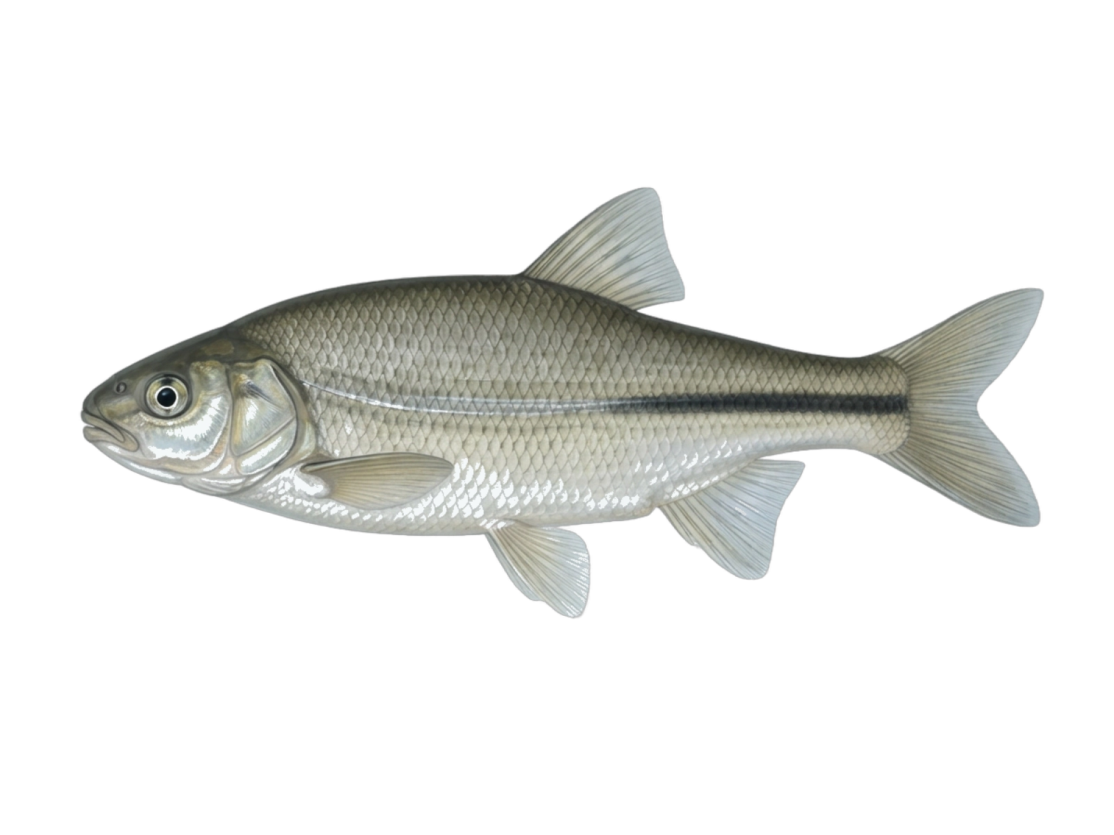 Iberochondrostoma lemmingii