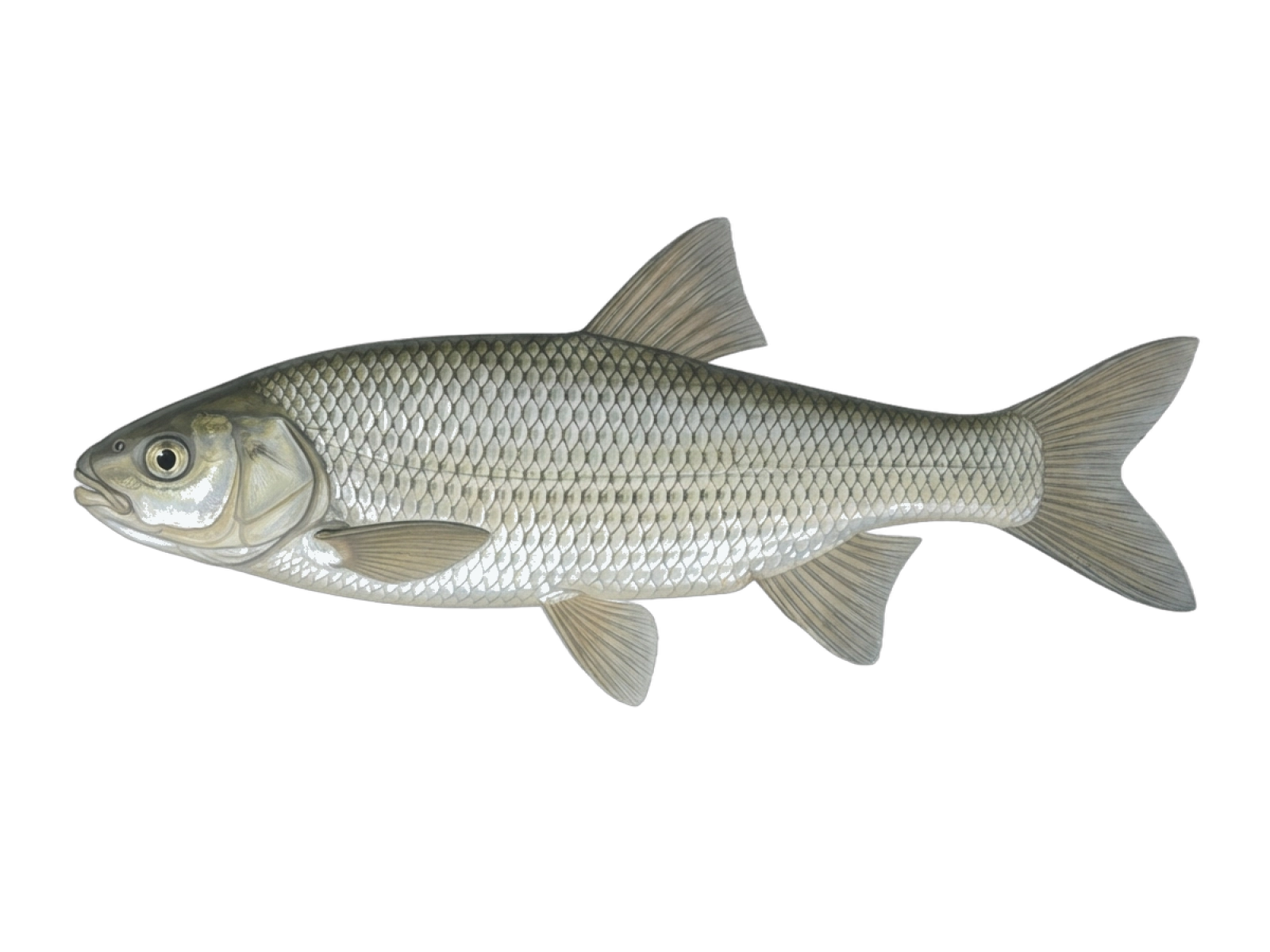 Illyrian chub