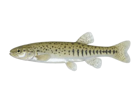 Inanga (Galaxias maculatus)