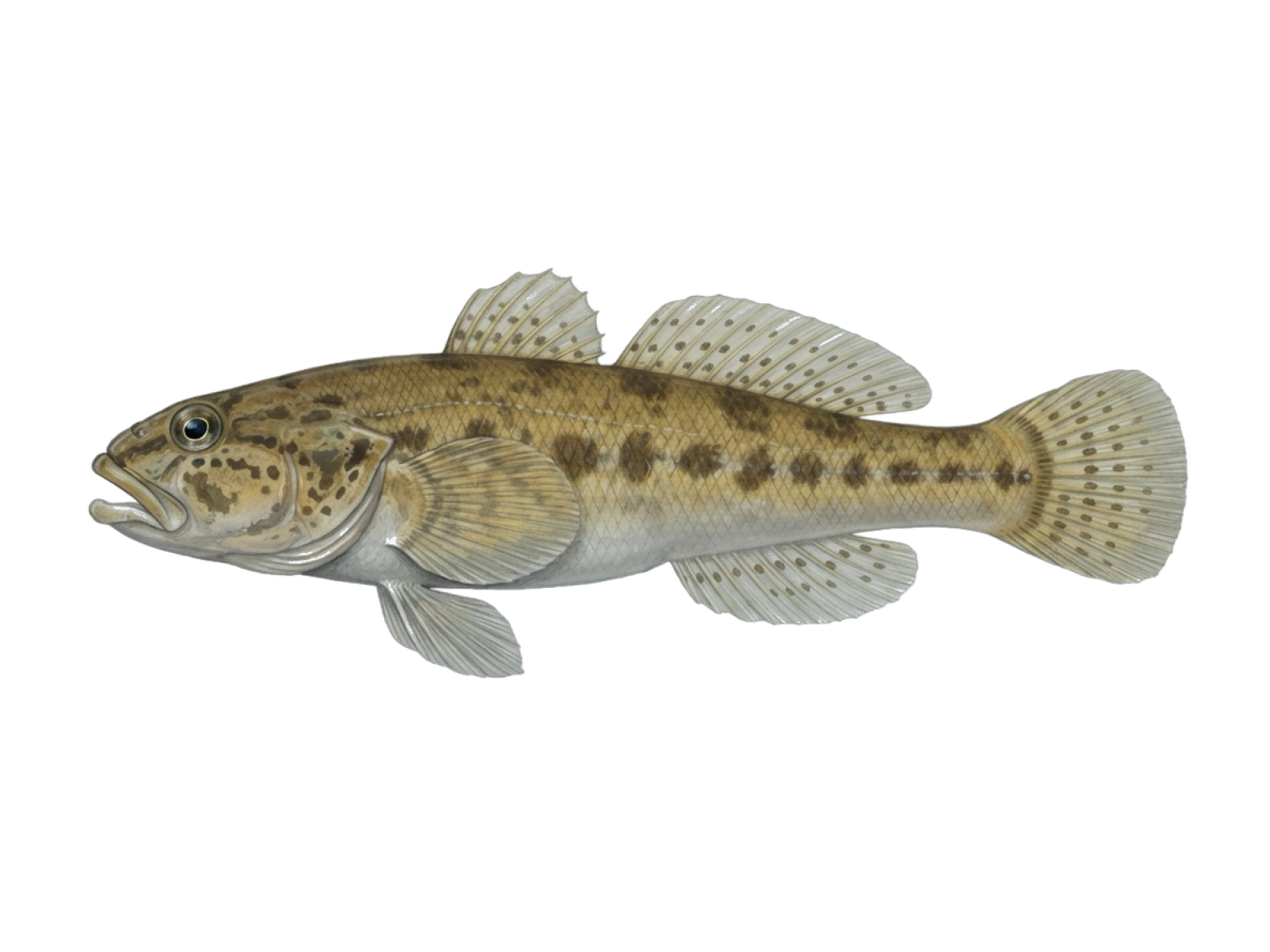 Incognito goby