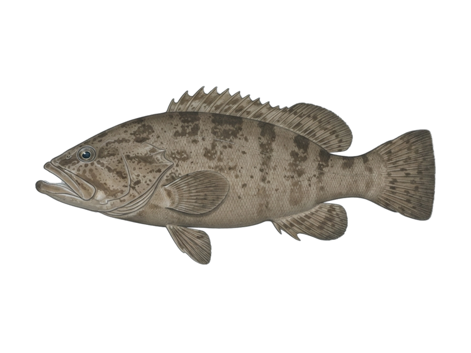 Island grouper