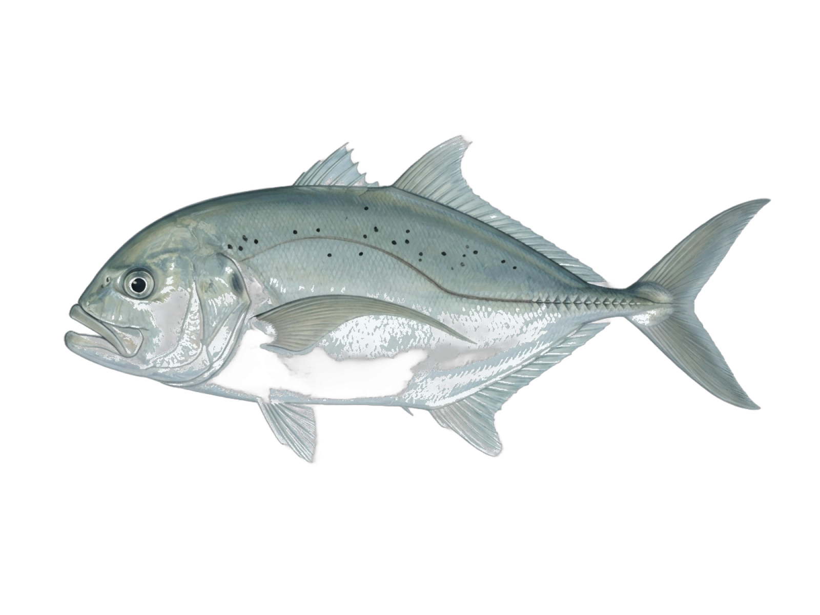 Island trevally