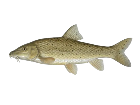 Italian Barbel (Barbus plebejus)