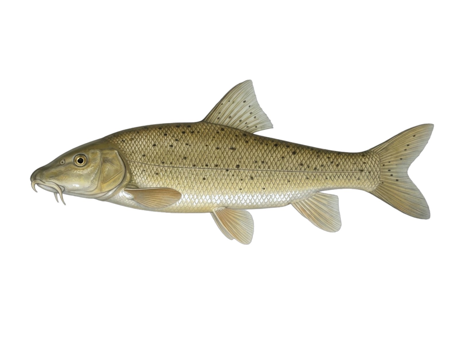 Italian Barbel