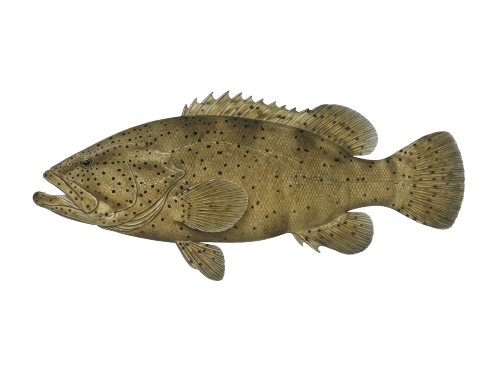 Jewfish