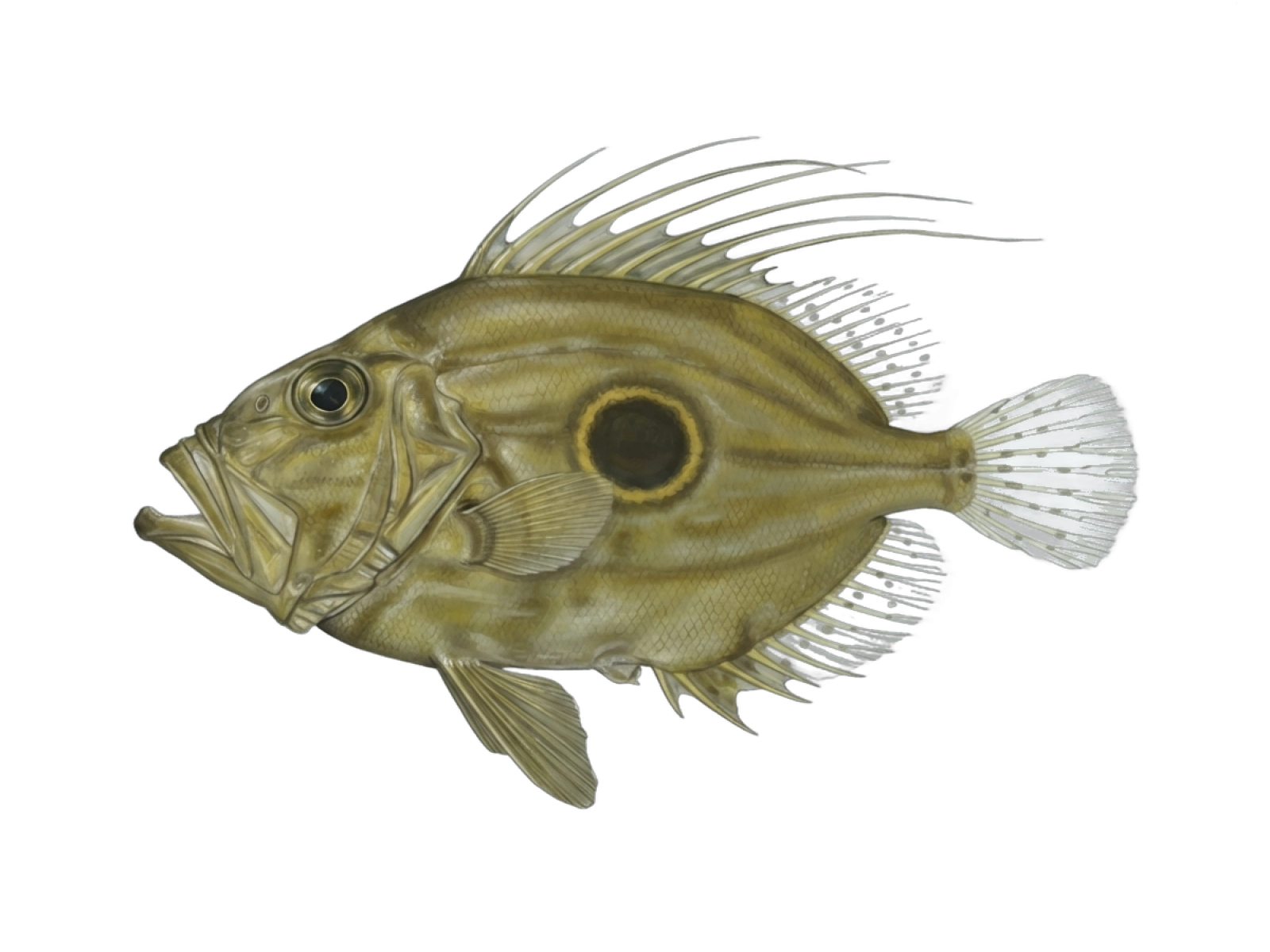 John dory