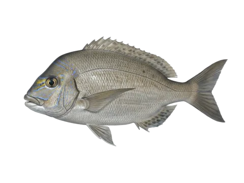 Jolthead porgy (Calamus bajonado)