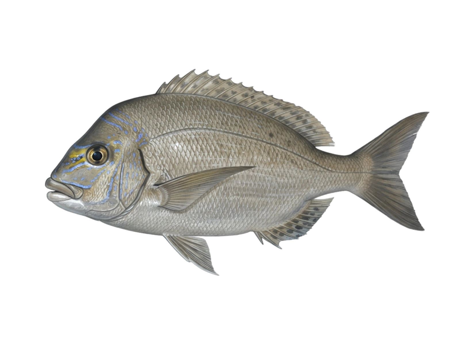 Jolthead porgy