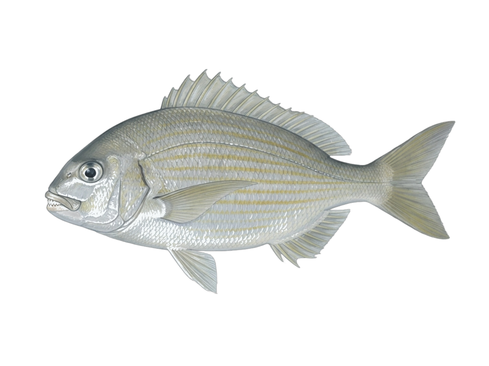 Karanteen seabream