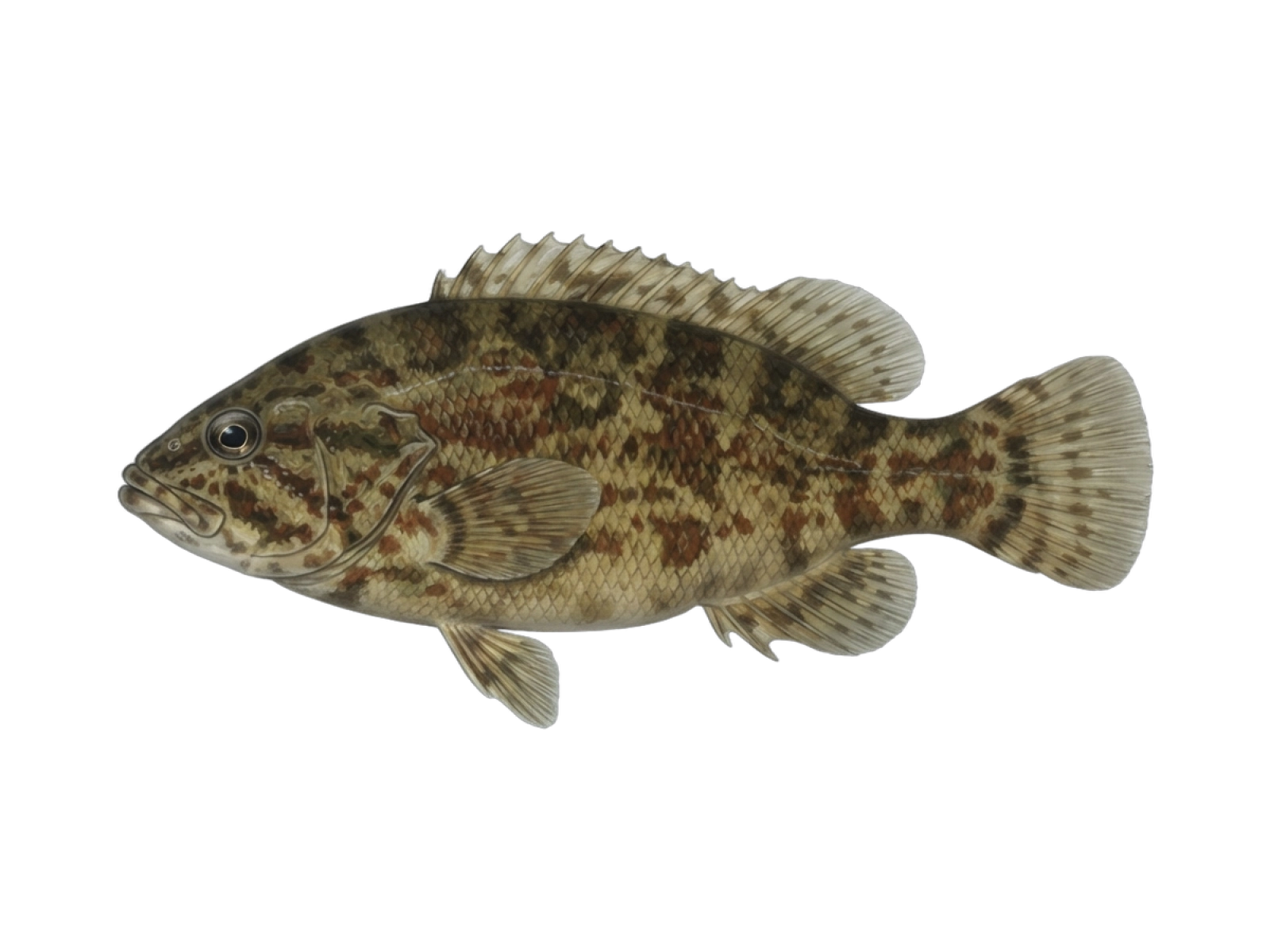 Kelpfish