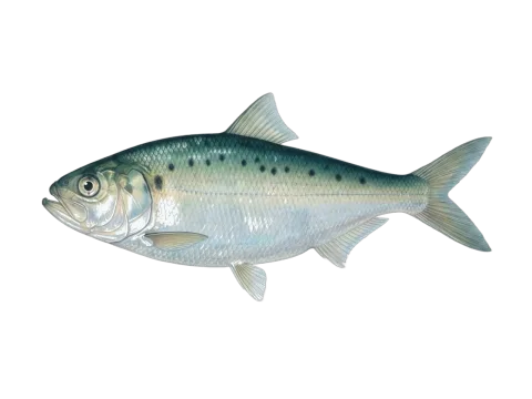 Killarney shad (Alosa killarnensis)