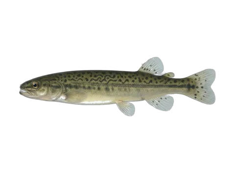 Koaro (Galaxias brevipinnis)