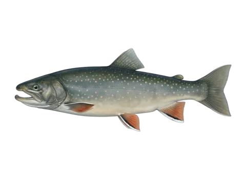 Lake charr (Salvelinus umbla)