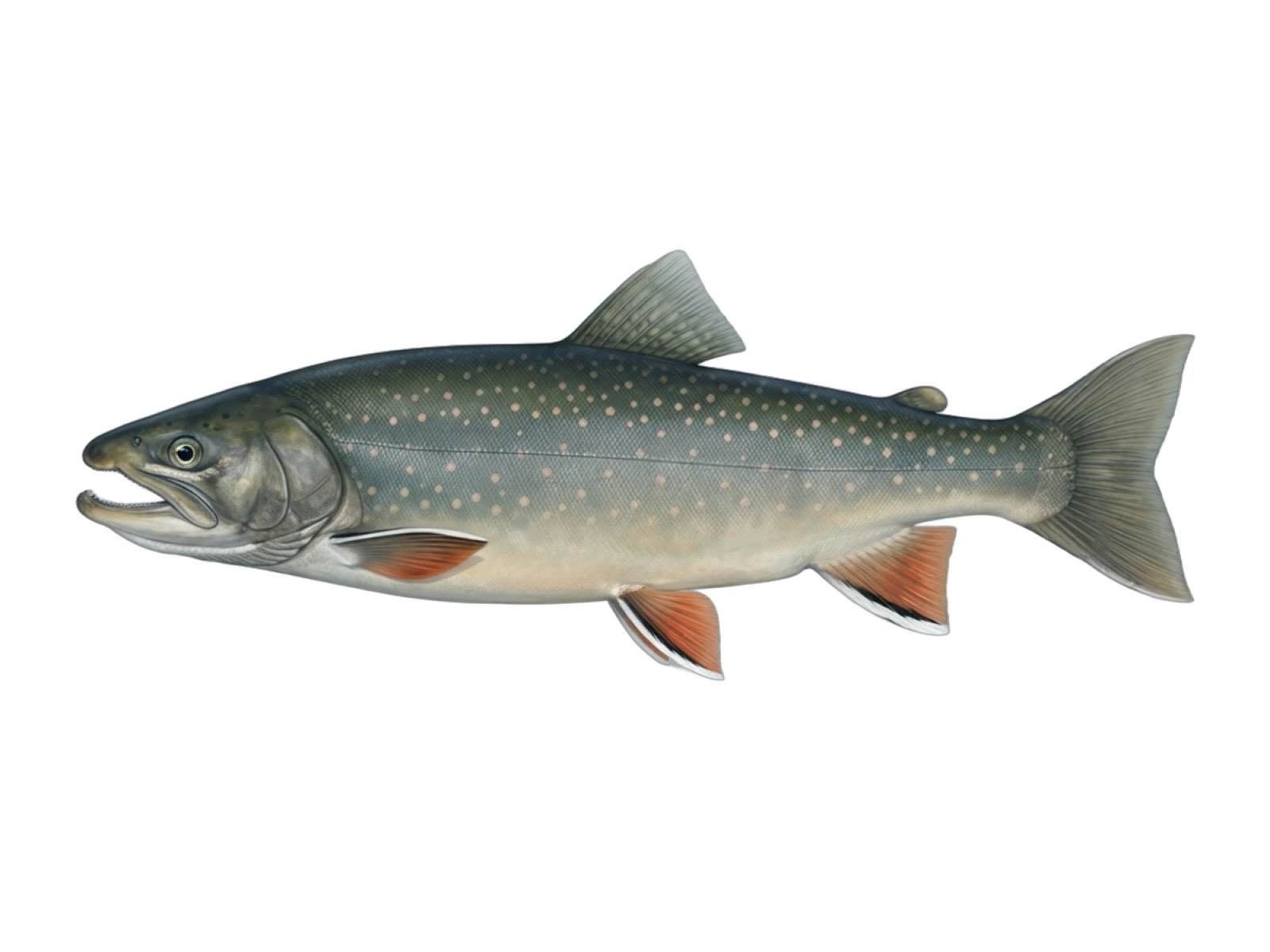 Lake charr