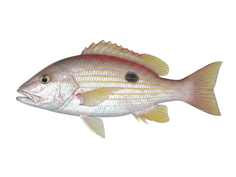 Lane snapper (Lutjanus synagris)