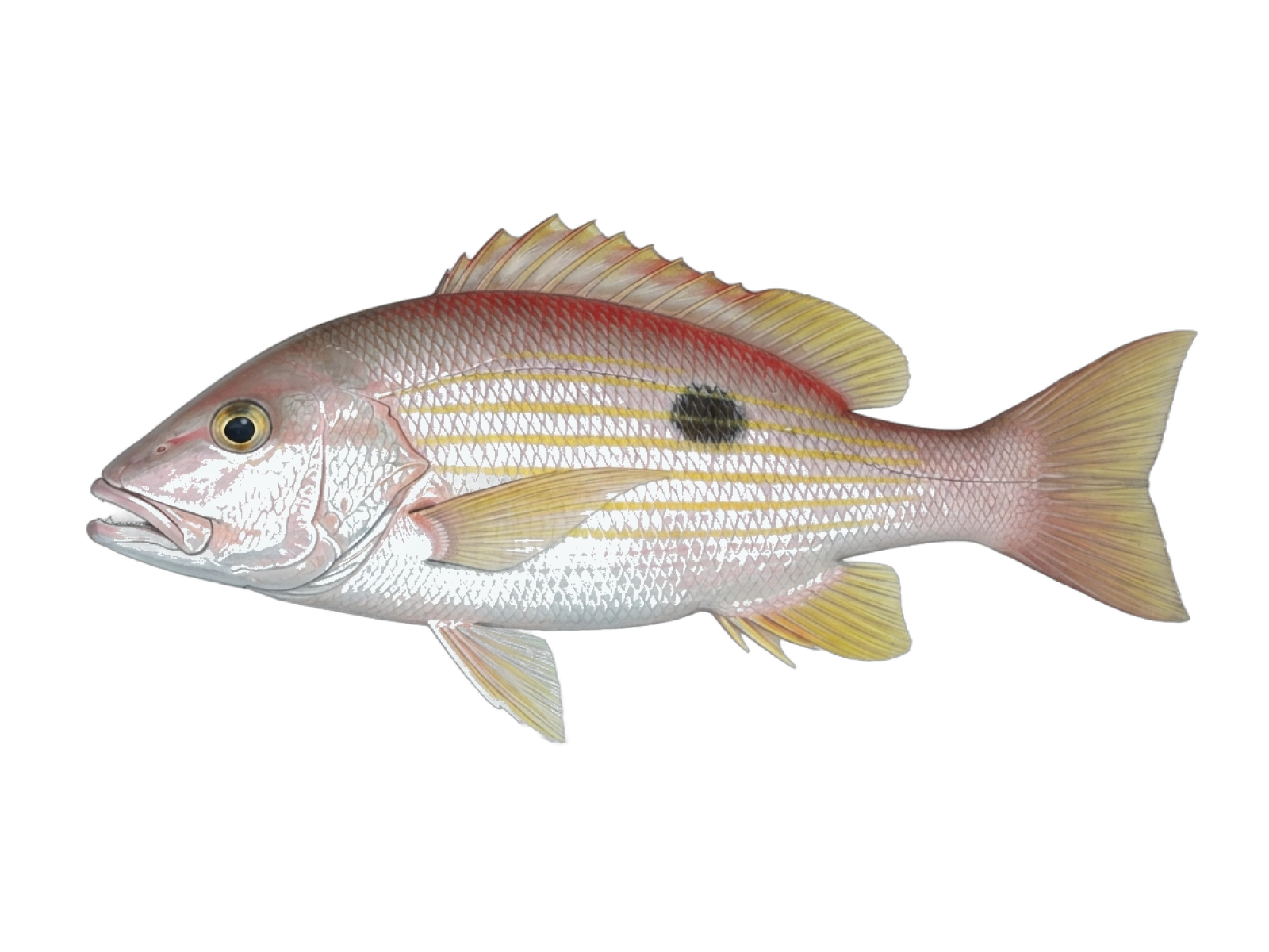 Lane snapper