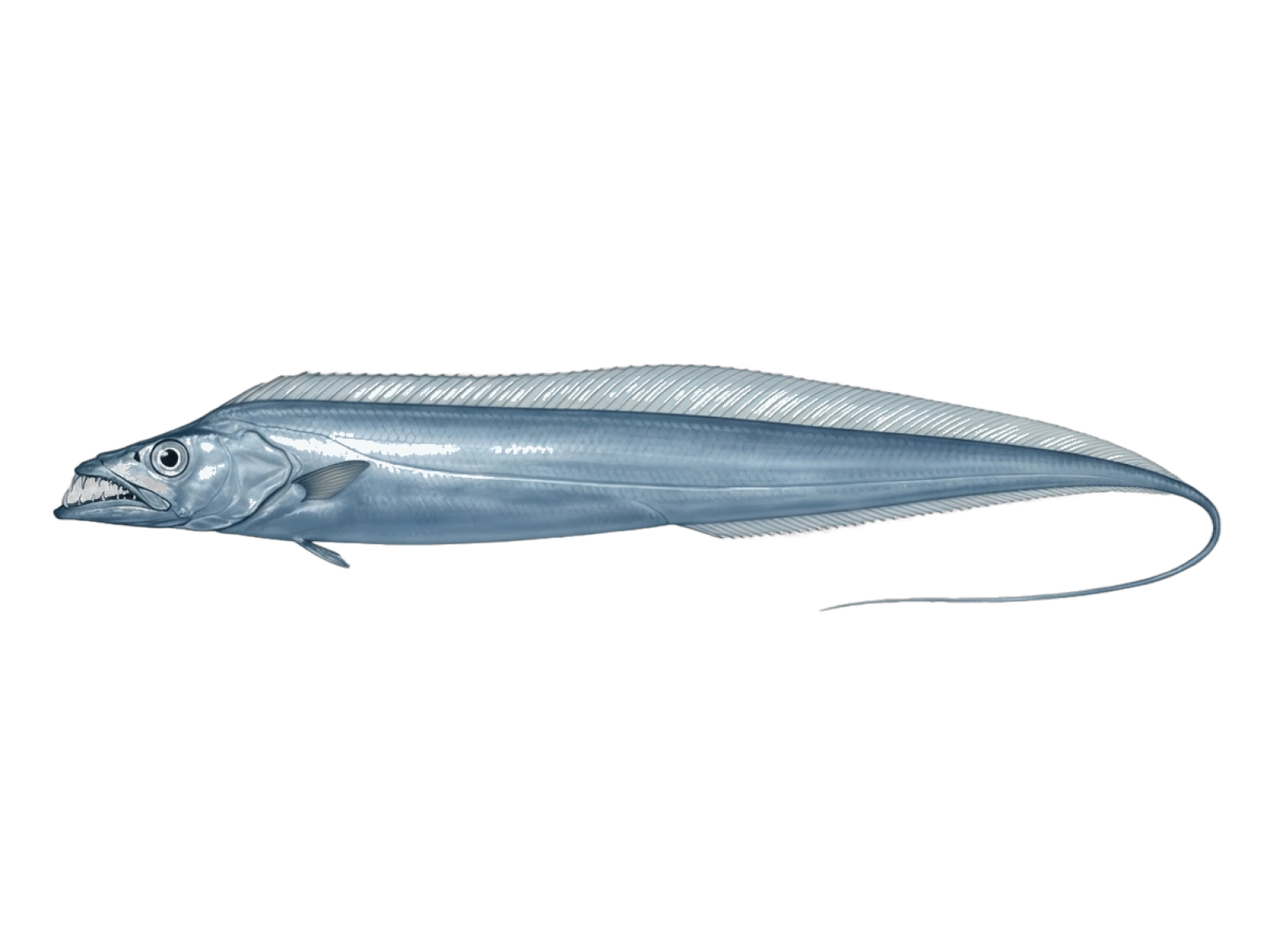 Largehead hairtail