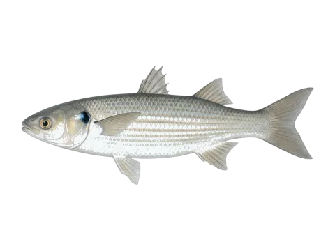 Leaping mullet (Chelon saliens)