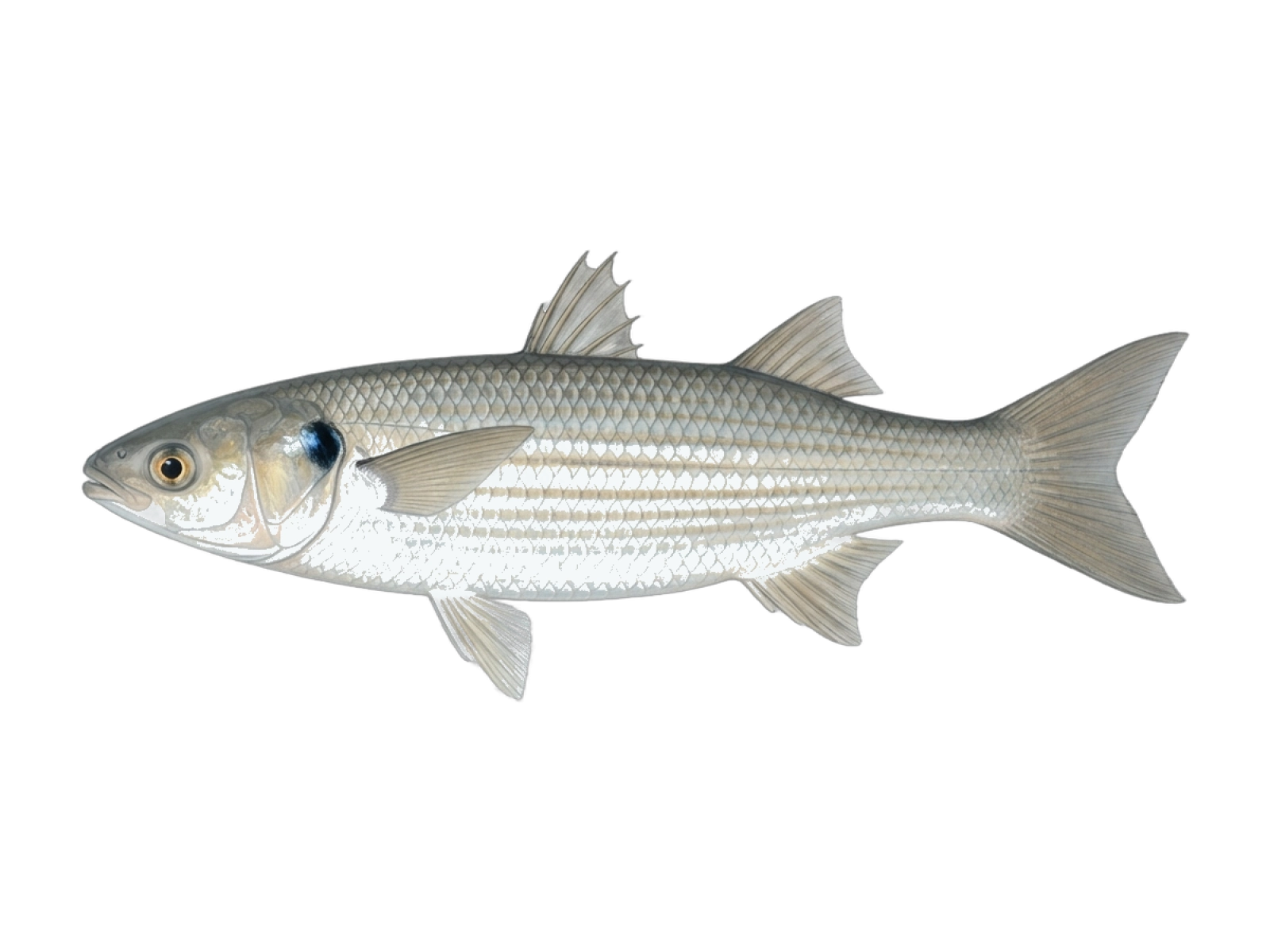 Leaping mullet