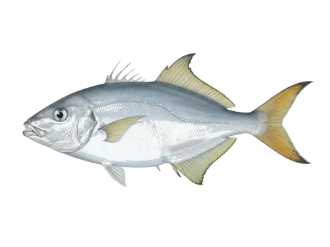 Leatherjacket (Oligoplites saurus)