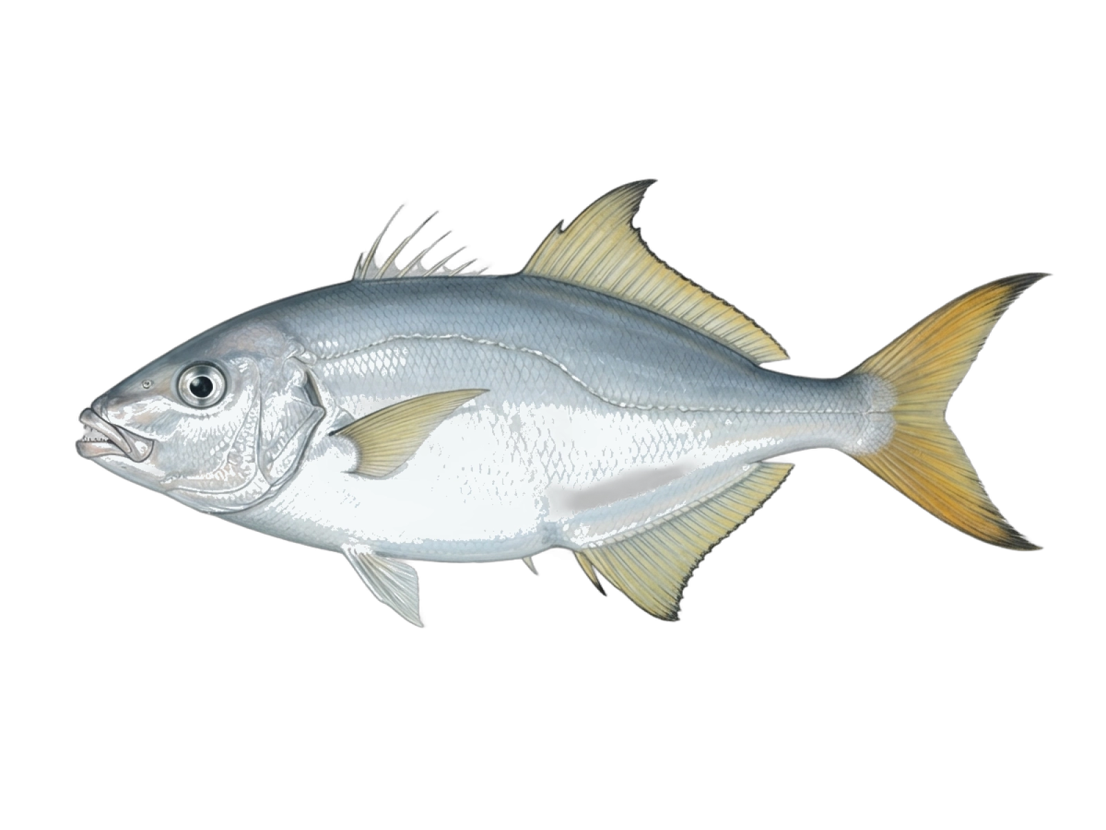 Leatherjacket