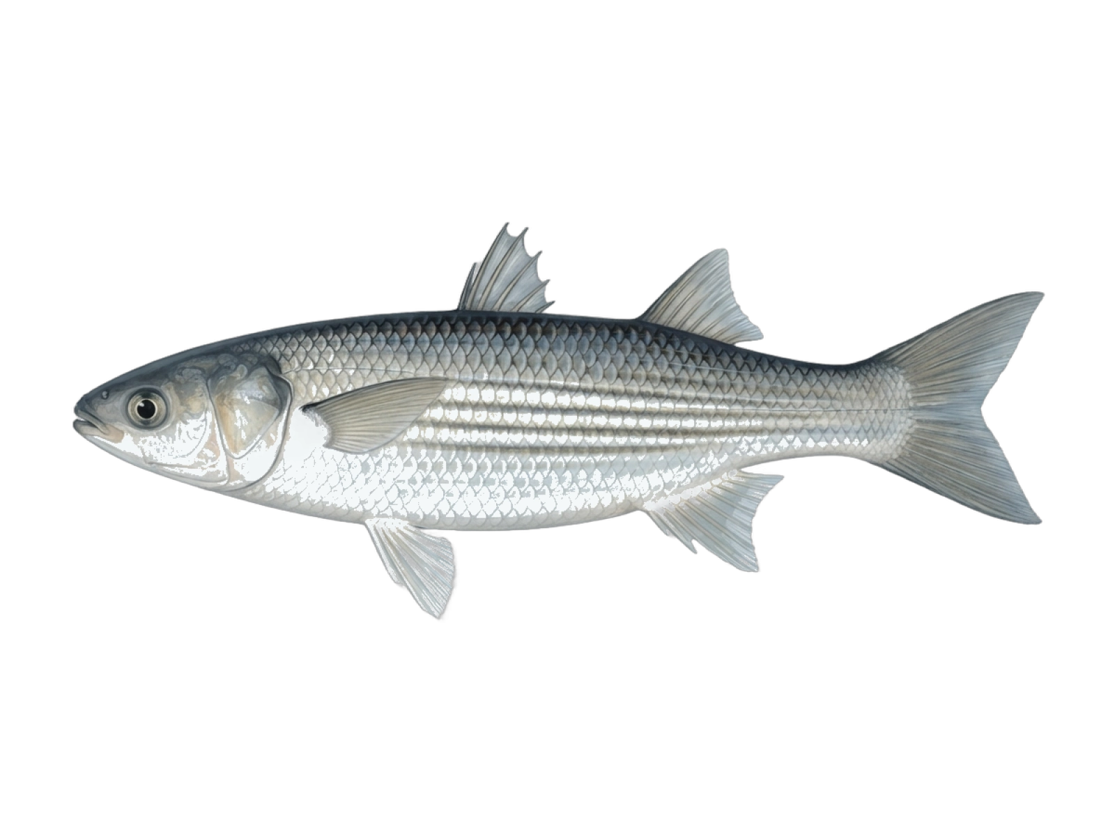 Lebranche mullet