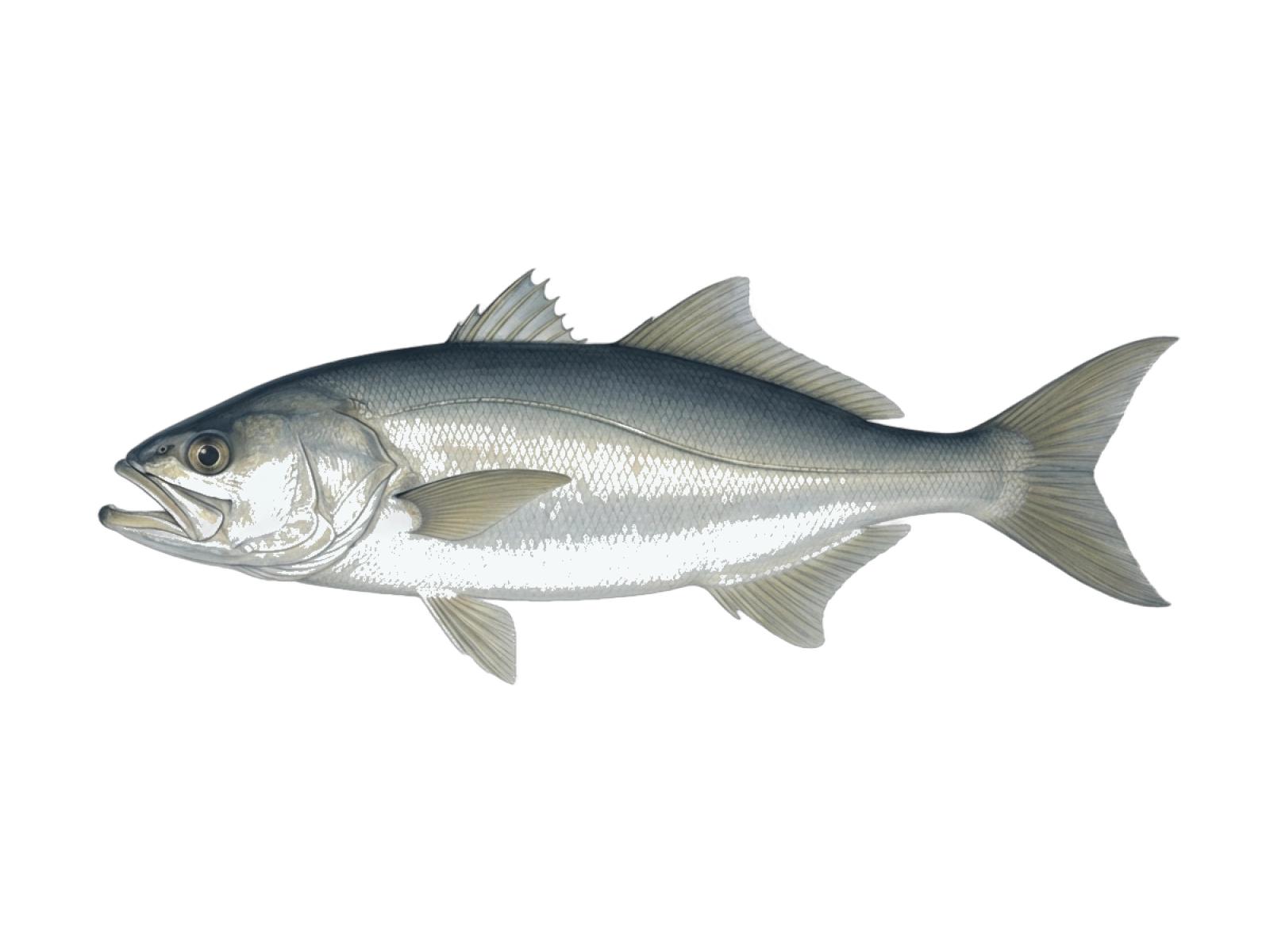 Leerfish
