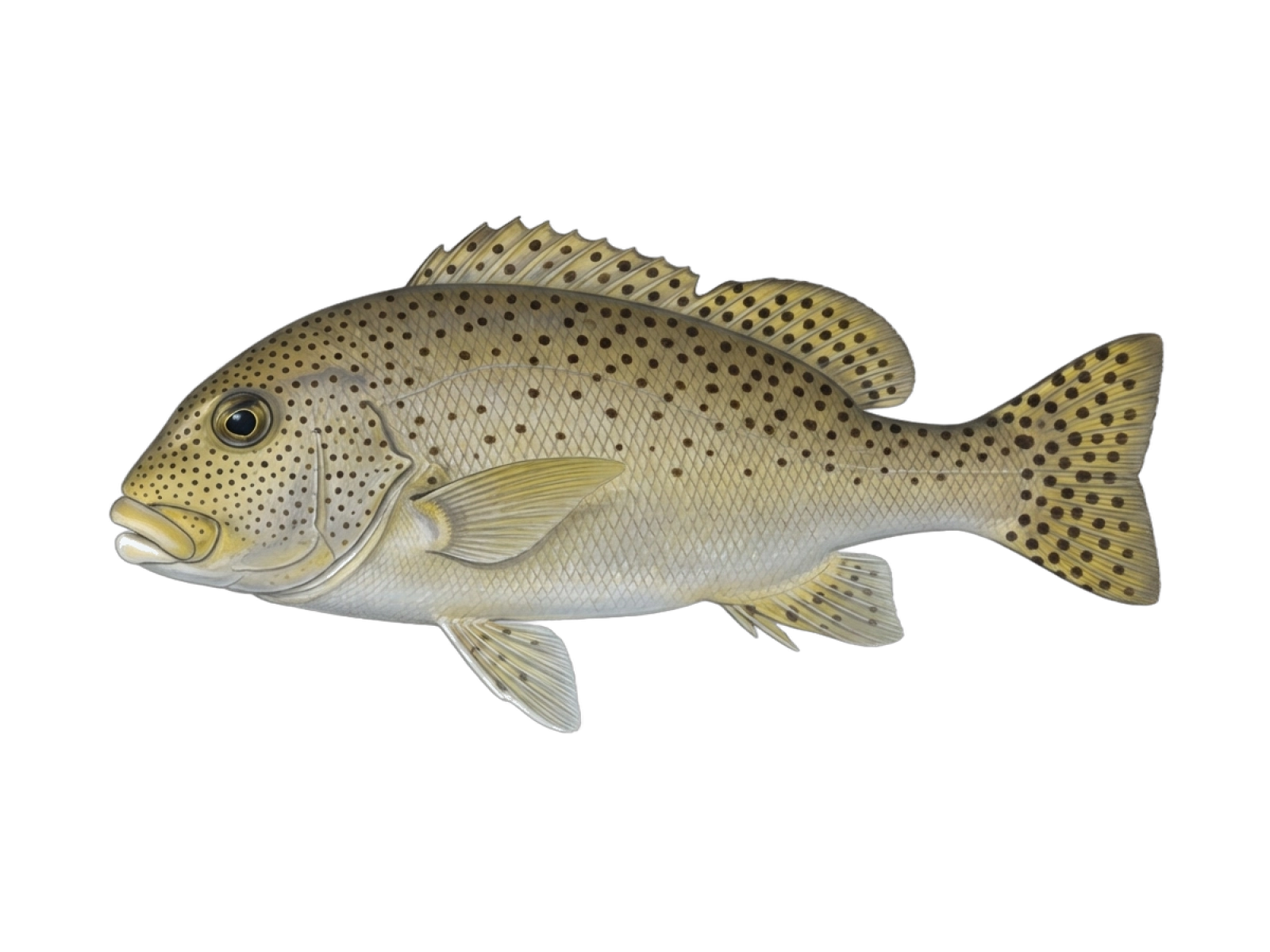 Lemonfish