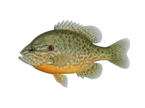 Pumpkinseed (Lepomis gibbosus)