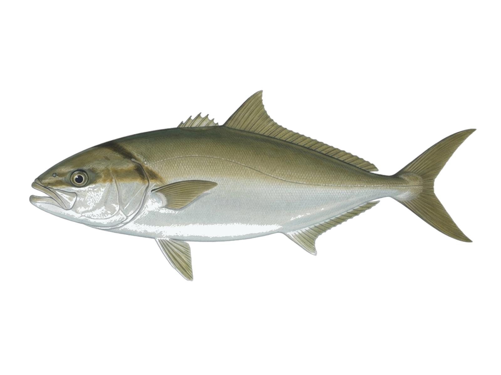 Lesser amberjack
