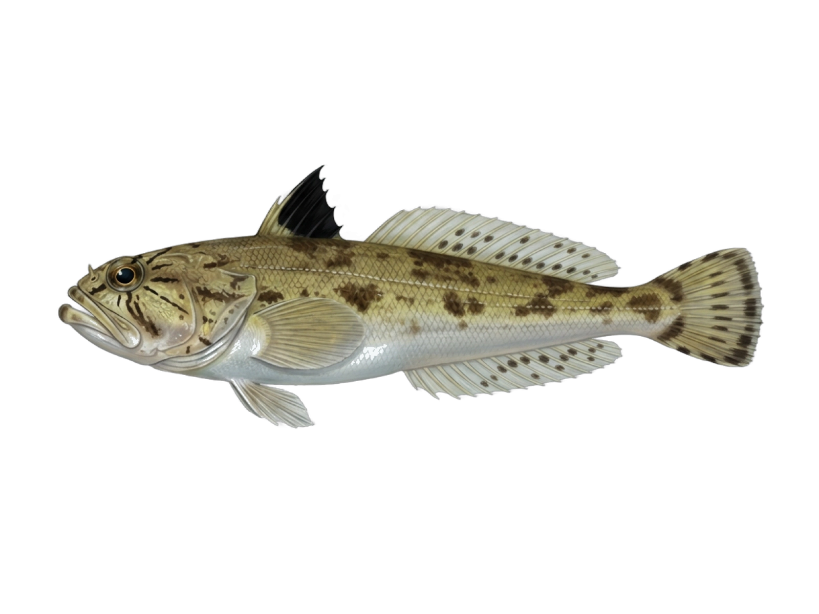 Lesser weever