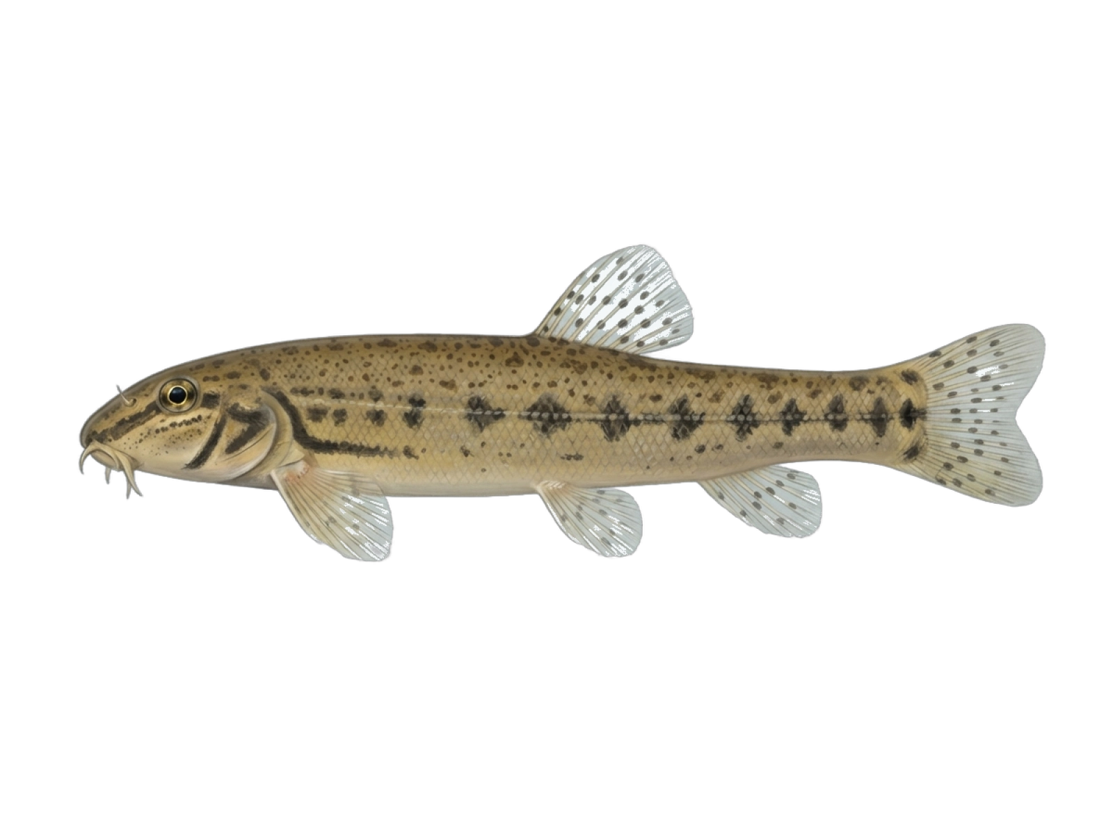 Loach