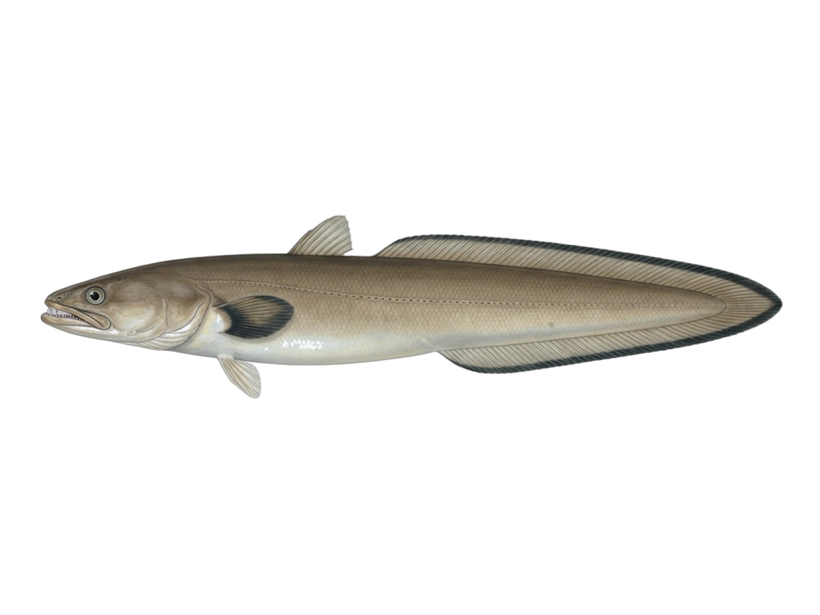 Longfin African conger