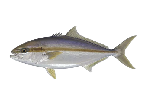 Longfin yellowtail (Seriola rivoliana)