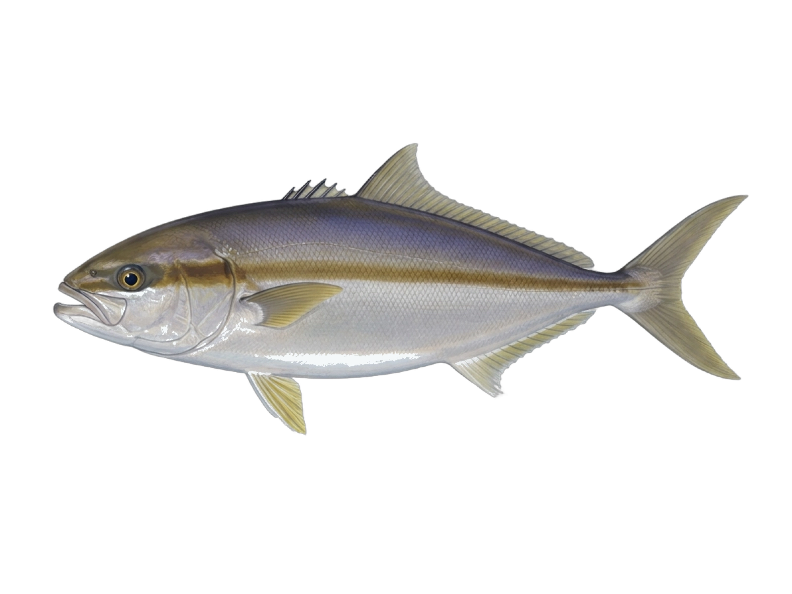 Longfin yellowtail