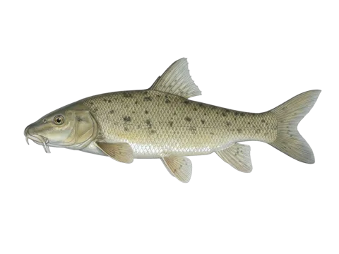 Luciobarbus bocagei (Luciobarbus bocagei)