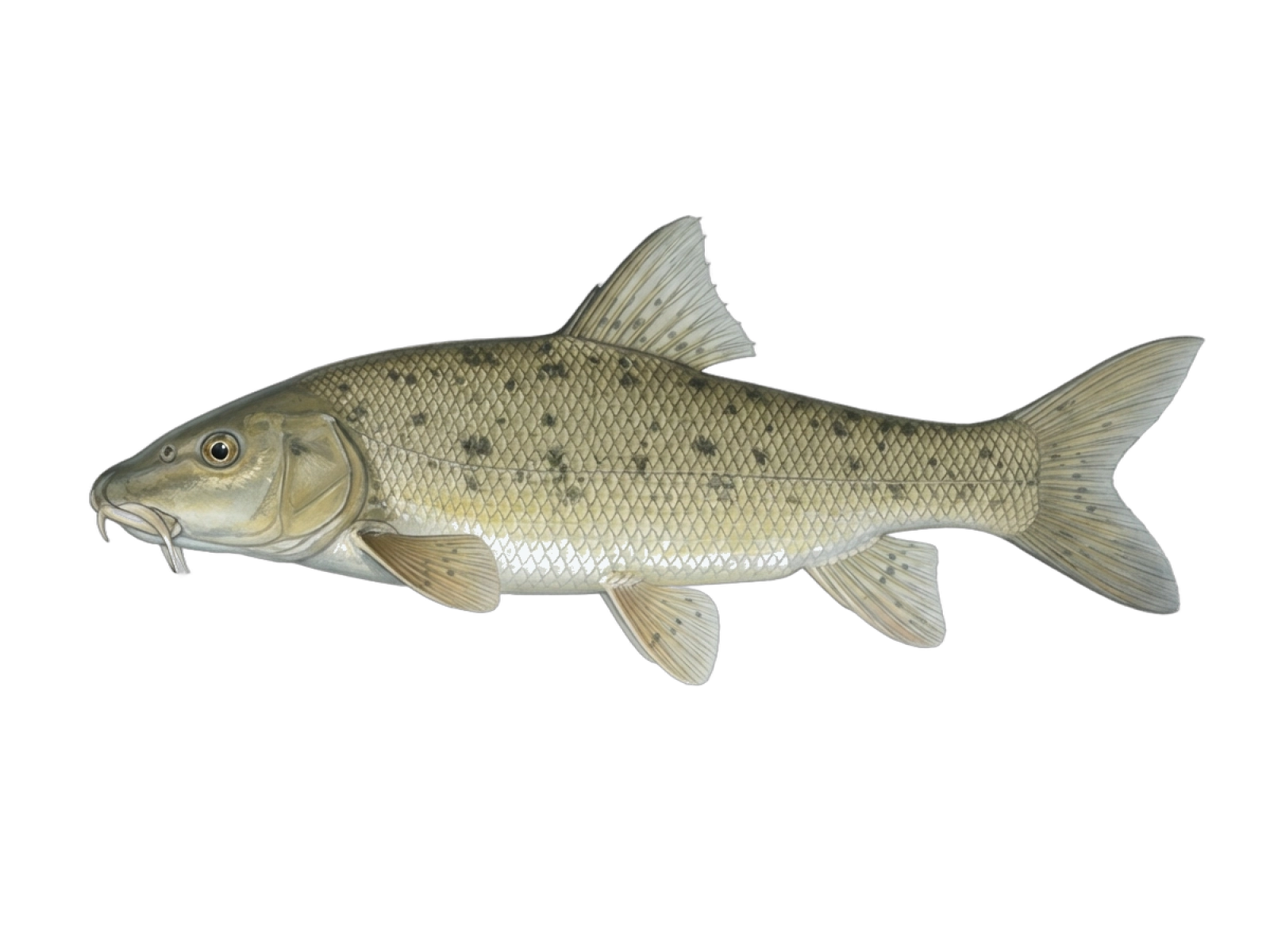 Luciobarbus bocagei