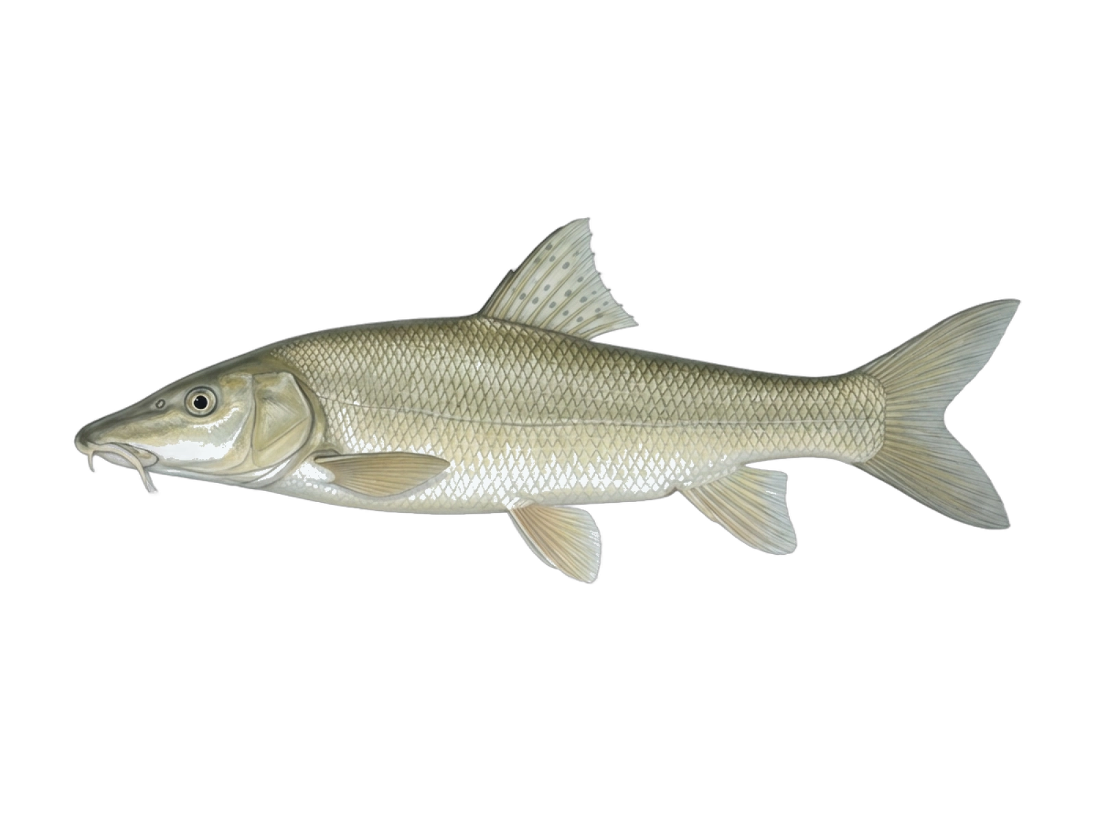 Iberian Barbel