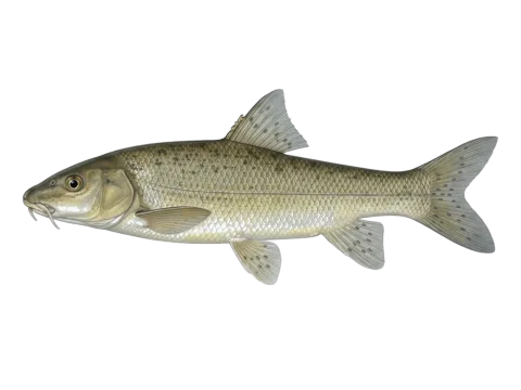 Lake trout (Luciobarbus microcephalus)
