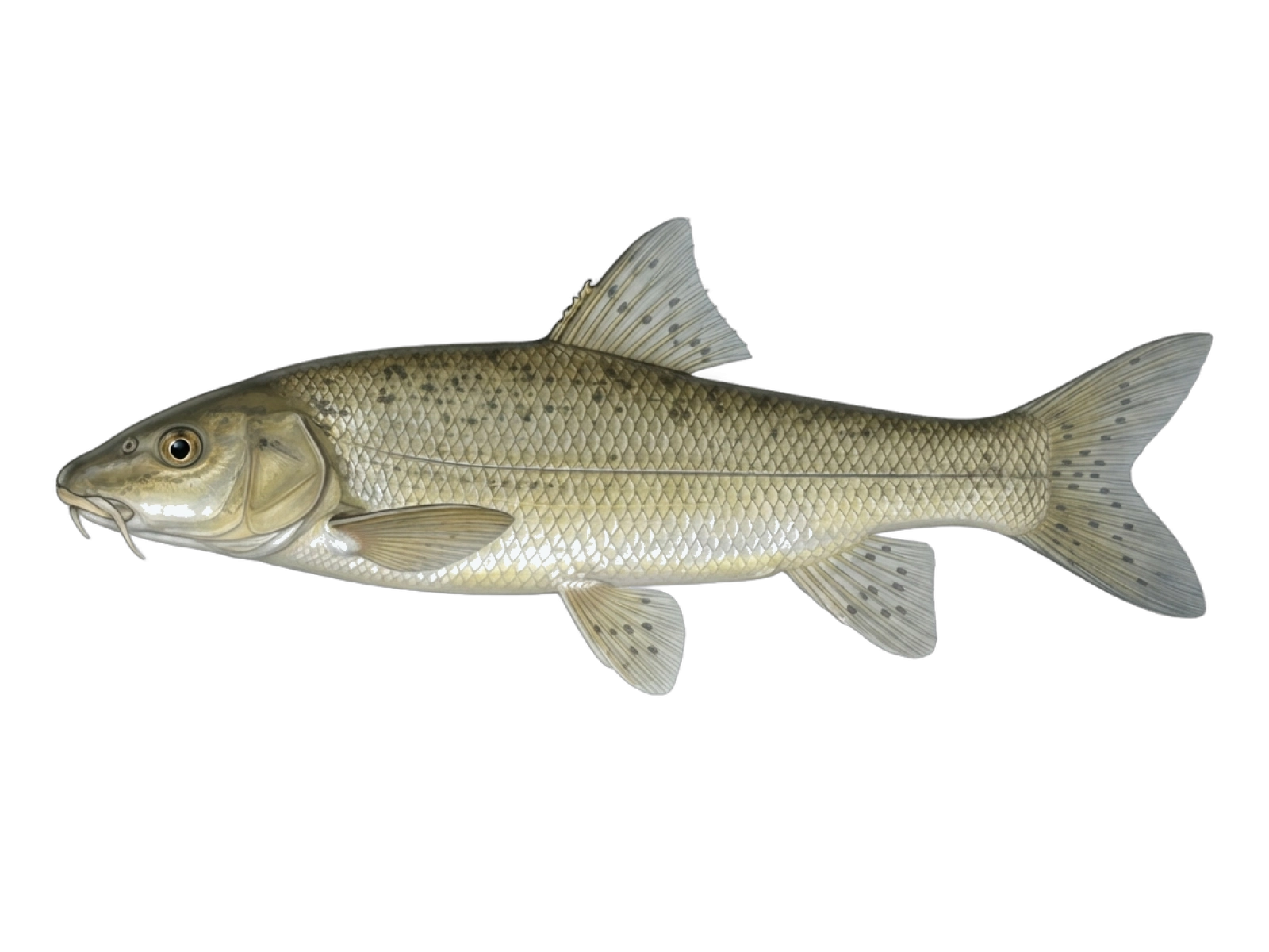 Lake trout