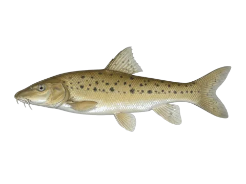 Andalusian barbel (Luciobarbus sclateri)