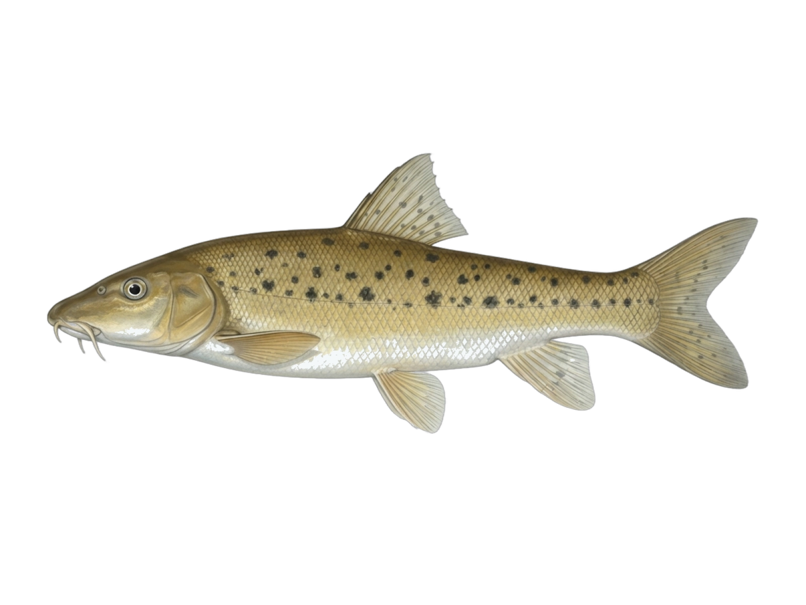 Andalusian barbel