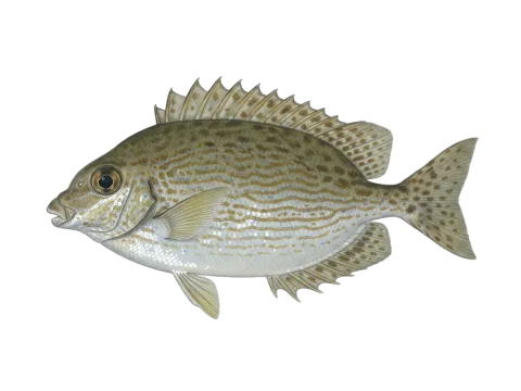 Marbled spinefoot (Siganus rivulatus)