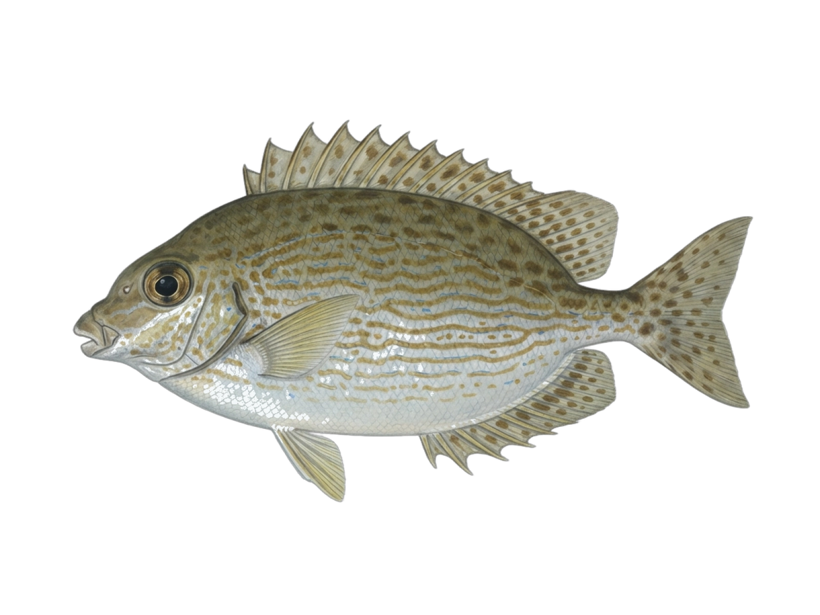 Marbled spinefoot