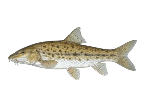 Mediterranean barbel (Barbus meridionalis)