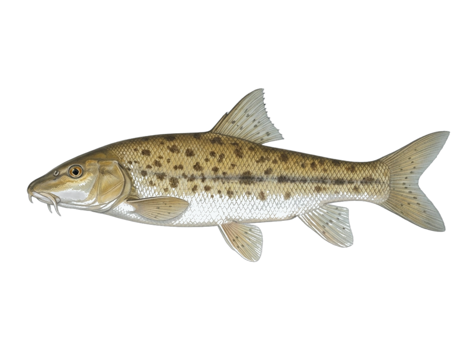 Mediterranean barbel
