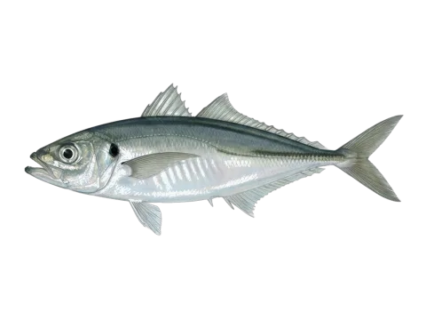 Mediterranean horse mackerel (Trachurus mediterraneus)