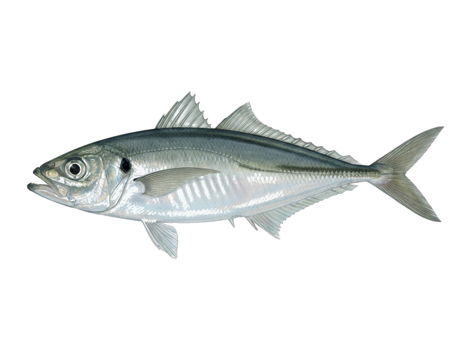 Mediterranean horse mackerel